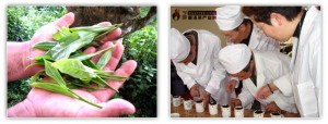 puerTea02
